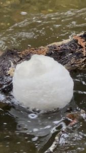 Bubble ball in the creek.