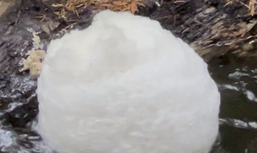 Bubble ball in the creek.