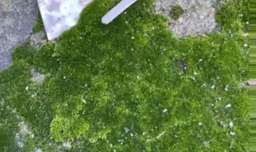 Building a world in a jar