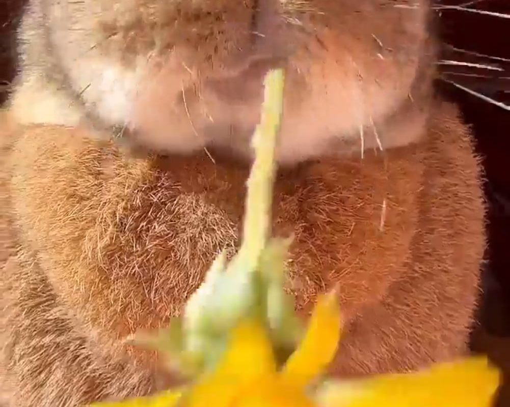 Bunny eating a dandelion