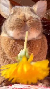 Bunny eating a dandelion