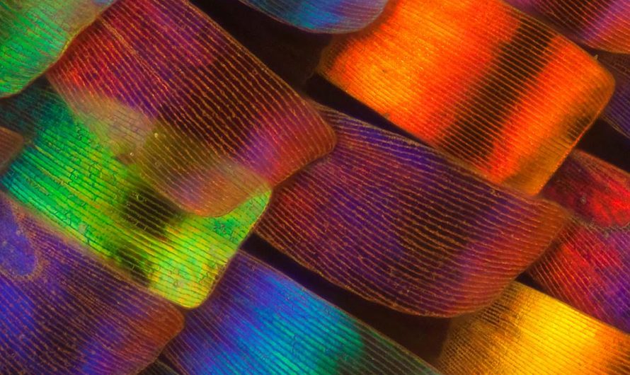 Butterfly wing under microscope