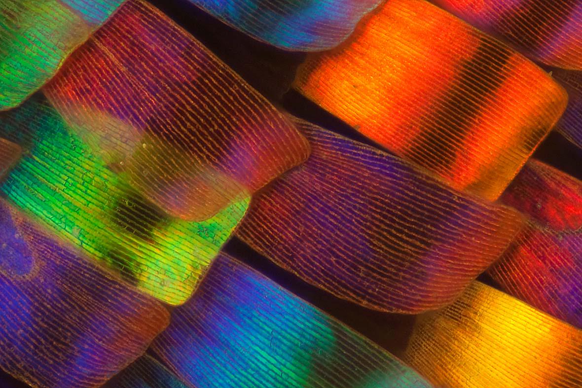 Butterfly wing under microscope