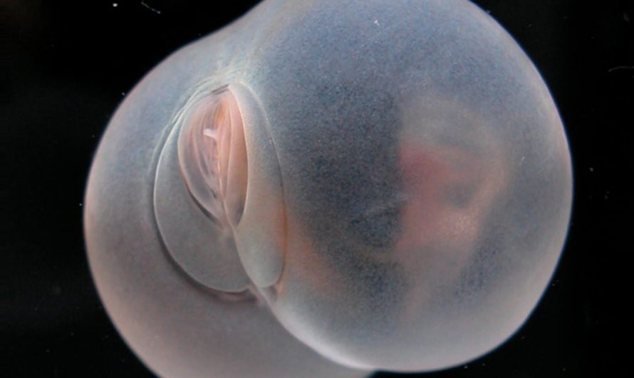 CHAETOPTERUS PUGAPORCINUS, the “Pigbutt Worm” is a unique, deep sea polychaete worm known for its distinctive shape resembling a pig’s rear, discovered off California in the midnight zone (820-2,200m deep)