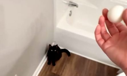 Cat Ping-Pong: no table, no paddles, no opponent