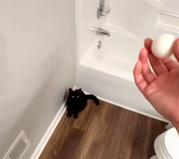 Cat Ping-Pong: no table, no paddles, no opponent