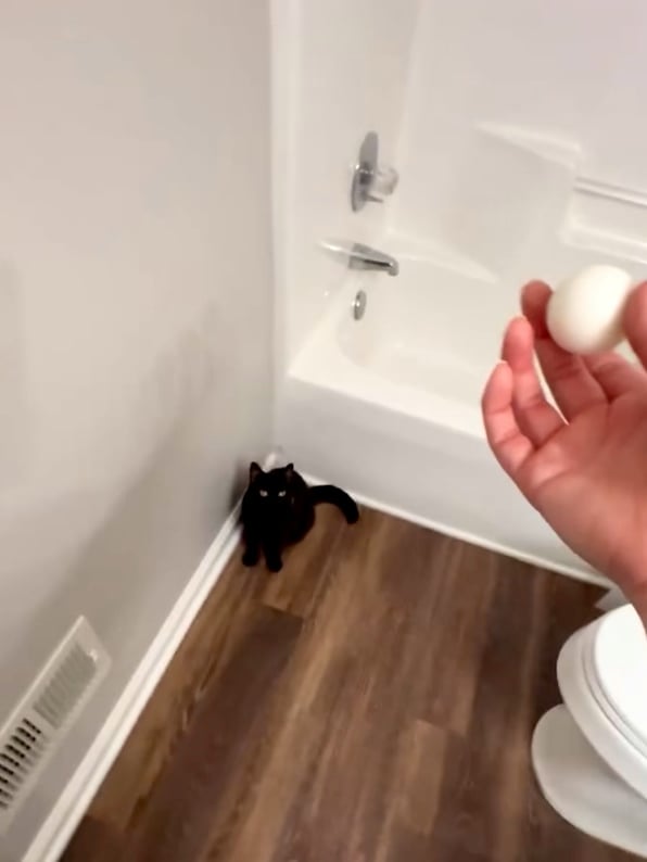 Cat Ping-Pong: no table, no paddles, no opponent