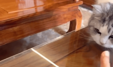 Cat Shows Off Incredible Reflexes!