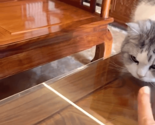 Cat Shows Off Incredible Reflexes!