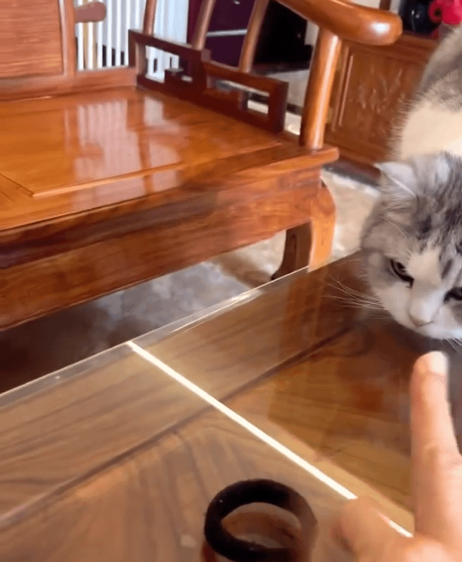 Cat Shows Off Incredible Reflexes!