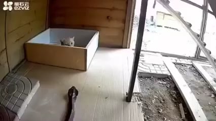 Cat defends itself from attacking Cobra