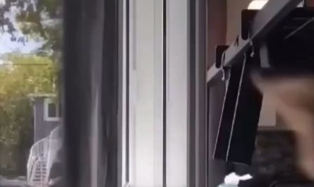 Cat does a little back flip to get out of a jam