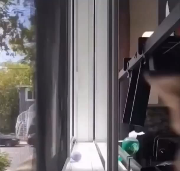 Cat does a little back flip to get out of a jam