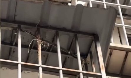 Cat flexing its flexibility. Like a snake