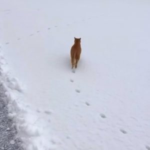 Cat has 4 legs but leaves only two paw prints because of its precise walking aka direct registering