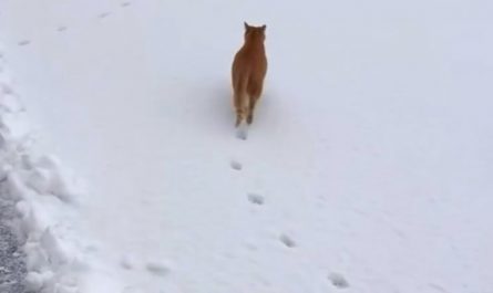 Cat has 4 legs but leaves only two paw prints because of its precise walking aka direct registering