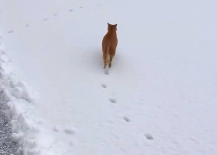 Cat has 4 legs but leaves only two paw prints because of its precise walking aka direct registering