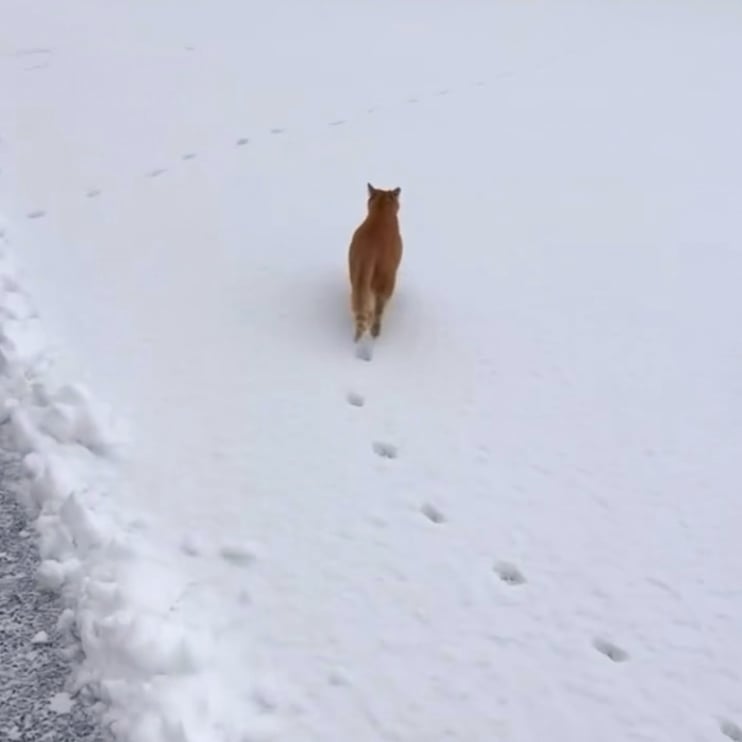 Cat has 4 legs but leaves only two paw prints because of its precise walking aka direct registering