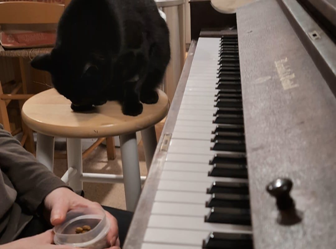 Cat plays duet on piano with human! [OC]