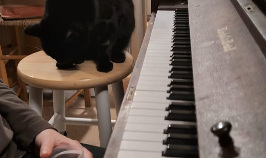 Cat plays duet on piano with human! [OC]