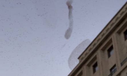 Caught this massive murmuration today. The way they move together is genuinely trippy to see in person.