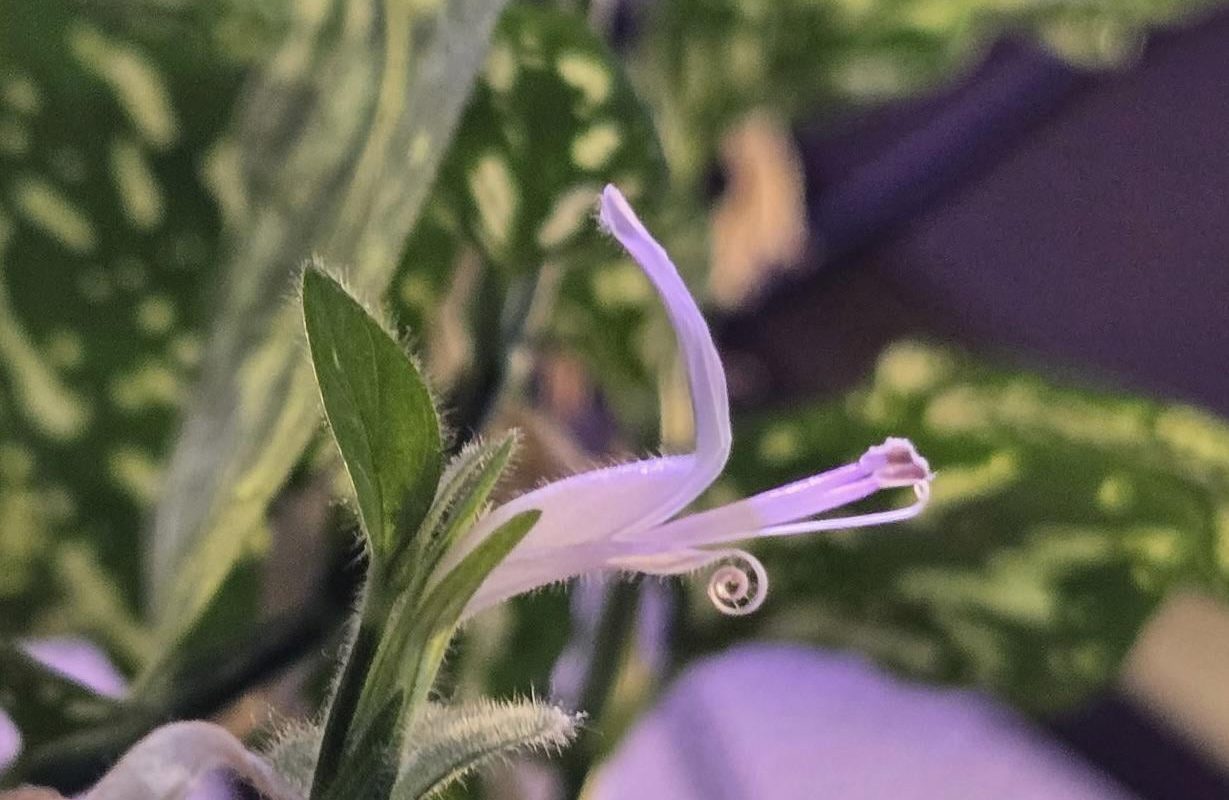 Check out this tiny, perfectly curly flower on my polka dot plant