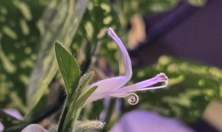 Check out this tiny, perfectly curly flower on my polka dot plant