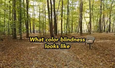 Cherry blossoms + tritanopia: meh… or is it? Vsau..