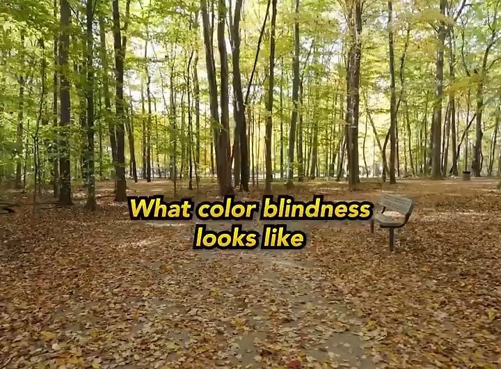 Cherry blossoms + tritanopia: meh… or is it? Vsau..