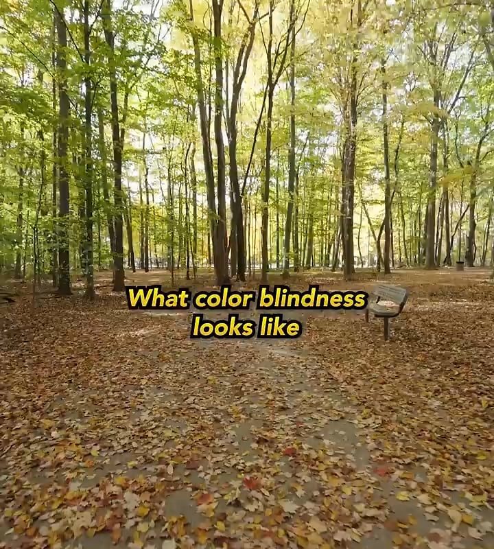 Cherry blossoms + tritanopia: meh… or is it? Vsau..