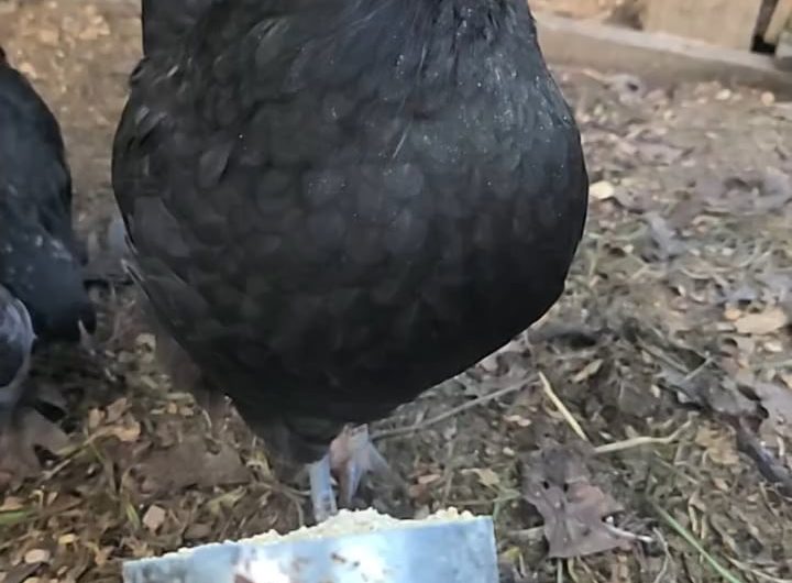Chicken eating in slow motion