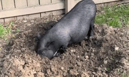 Chucky is happy with the good dirt