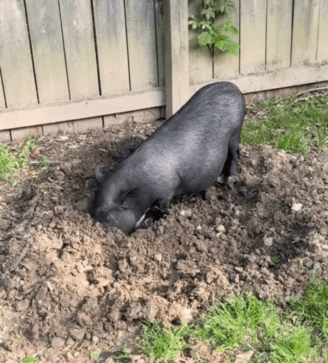 Chucky is happy with the good dirt