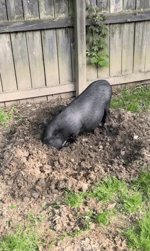 Chucky is happy with the good dirt