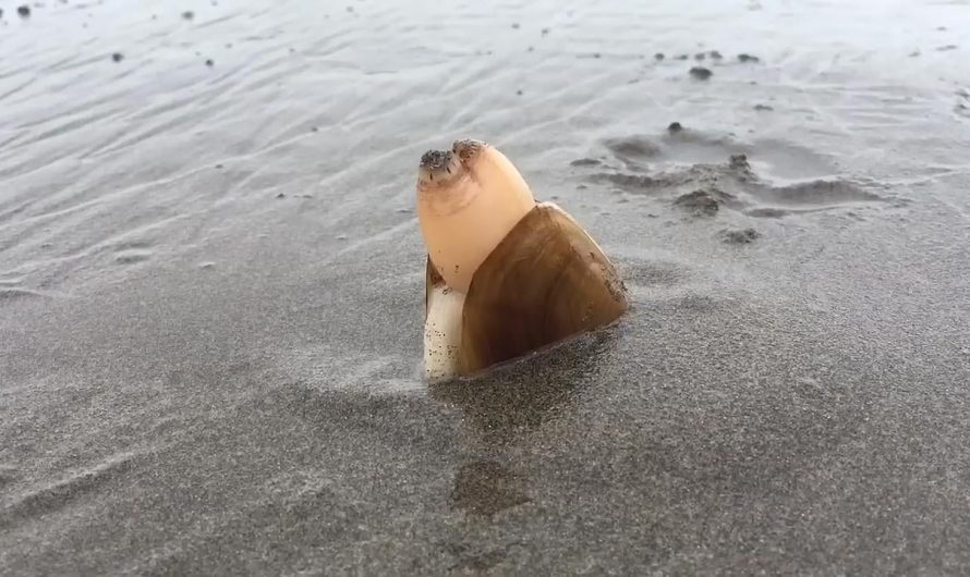 Clam digging into sand