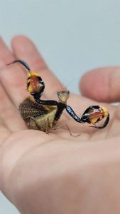 Close-up of a Boxer Mantis showing off its defensive pose.