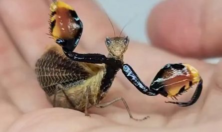 Close-up of a Boxer Mantis showing off its defensive pose.