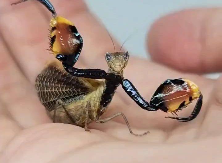 Close-up of a Boxer Mantis showing off its defensive pose.