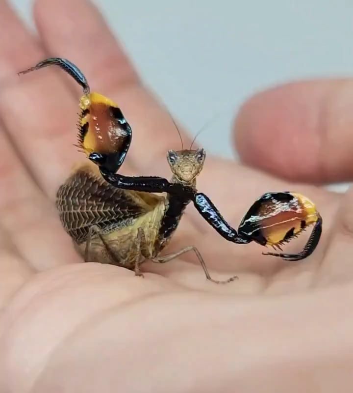 Close-up of a Boxer Mantis showing off its defensive pose.