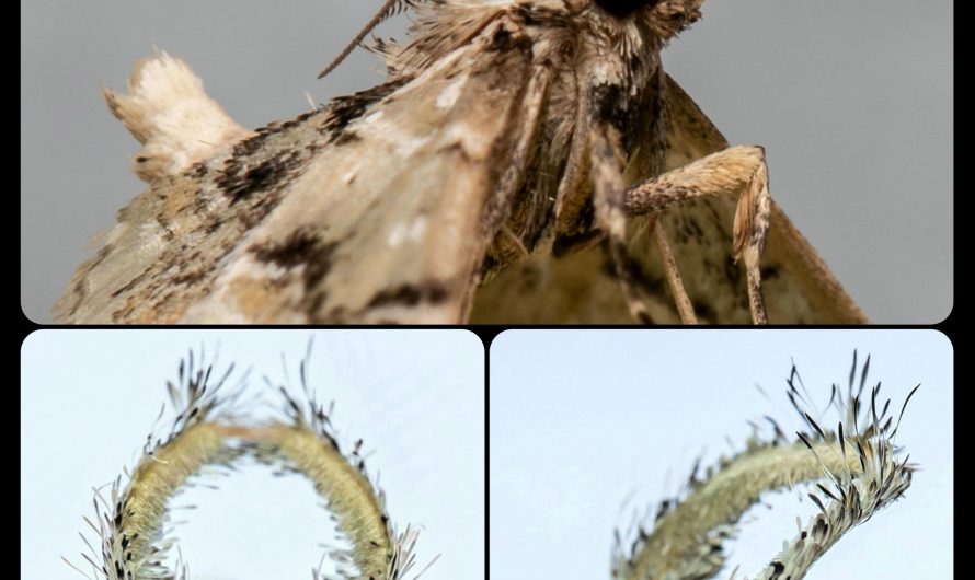 Coenodomus Moths: these moths have long, fuzzy “horns” that extend from the structures at the base of their antennae
