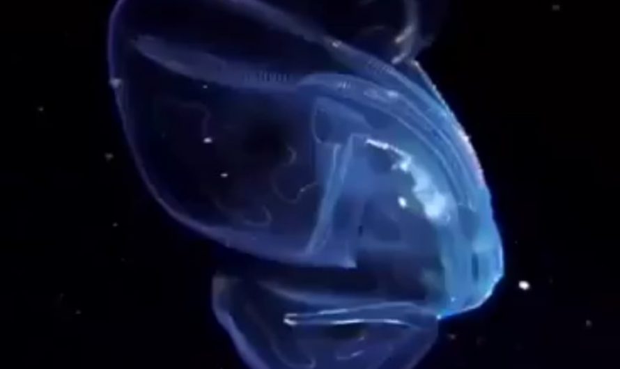 Comb jellies look like creatures from another plane