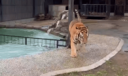 Corgi to the rescue!