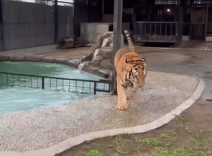 Corgi to the rescue!