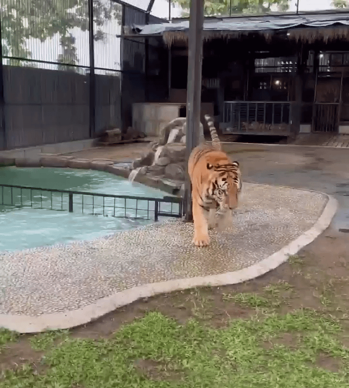 Corgi to the rescue!