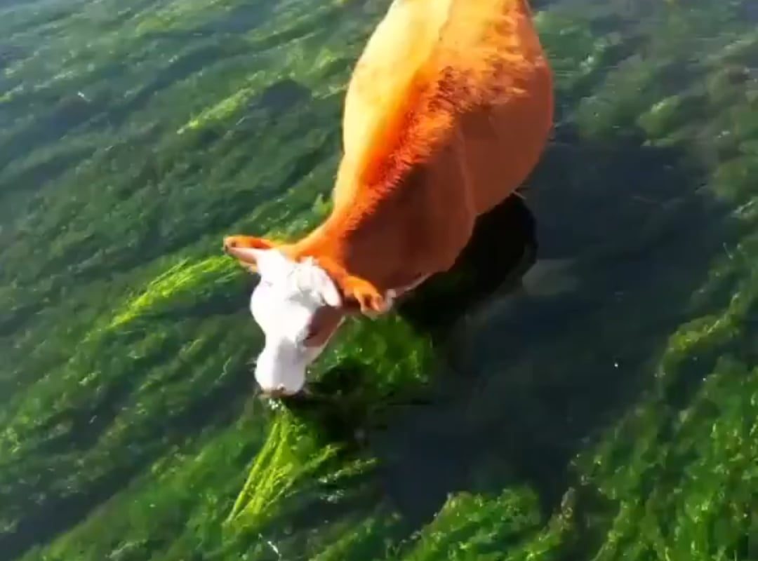 Cows eating freshwater weeds