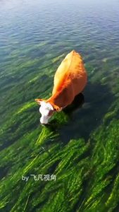 Cows eating freshwater weeds