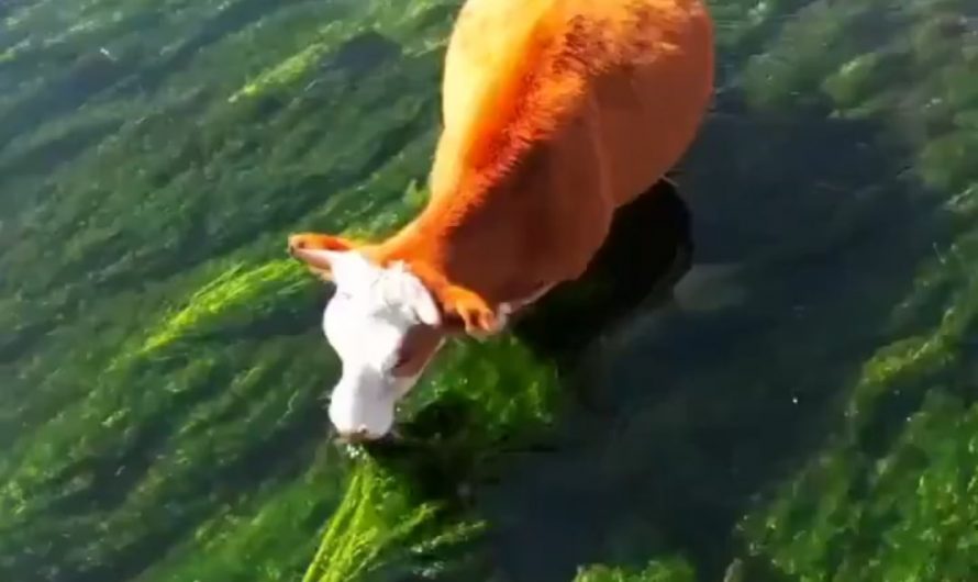 Cows eating freshwater weeds