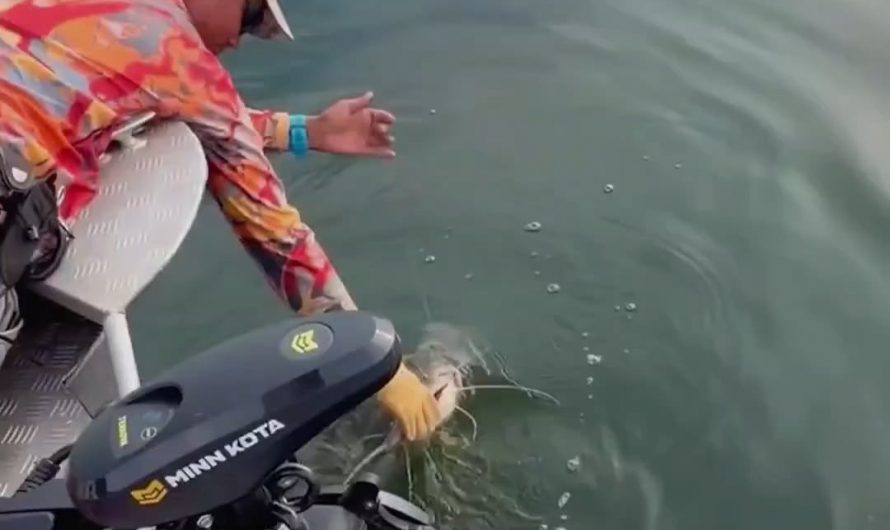Crocodile comes out of nowhere to snag the fish