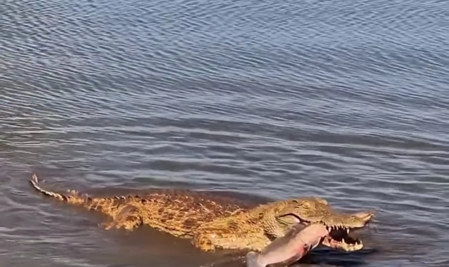Crocodiles take terrestrial prey into the water, but bring aquatic prey to shore