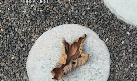 Crushing a dried up leaf.